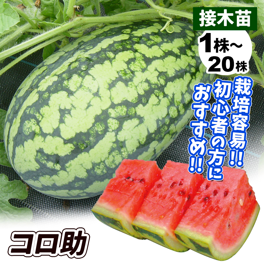 接木野菜苗 中玉スイカ 接木F1コロ助