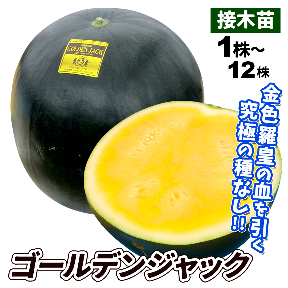 接木野菜苗 種なしスイカ 接木F1ゴールデンジャック