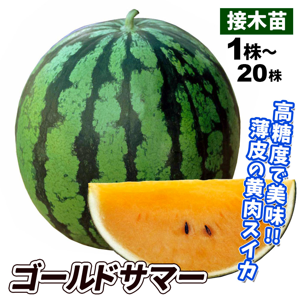 接木野菜苗 中玉スイカ 接木F1ゴールドサマー