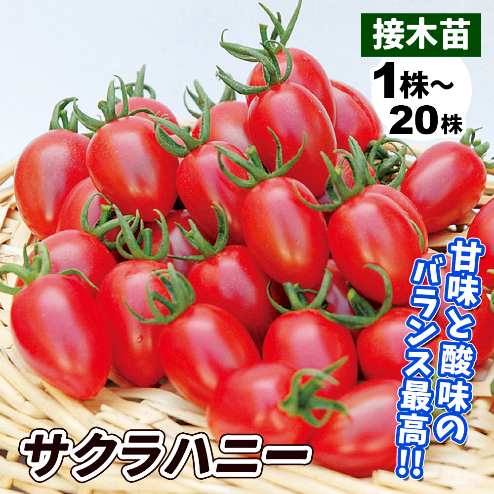 接木野菜苗 ミニトマト 接木F1サクラハニー