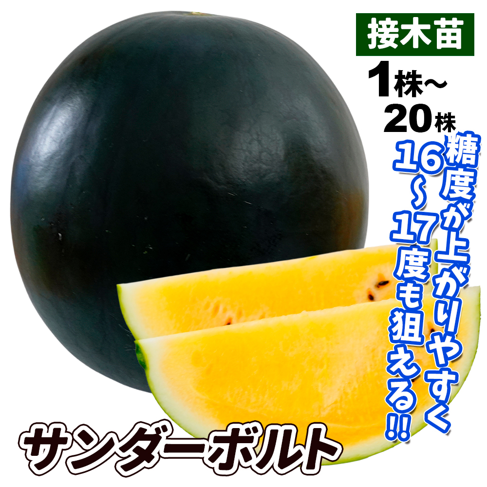 接木野菜苗 大玉スイカ 接木F1サンダーボルト