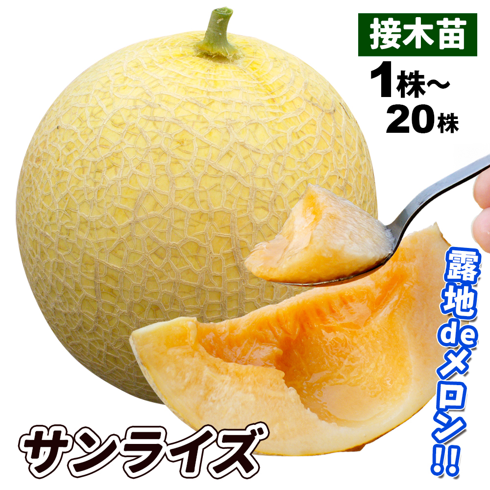 接木野菜苗 メロン 接木F1サンライズ