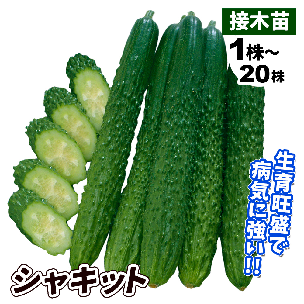 接木野菜苗 キュウリ 接木F1シャキット