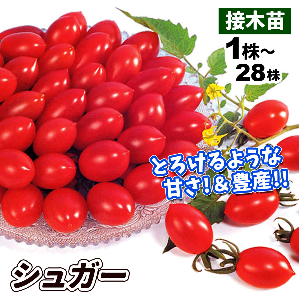 接木野菜苗 ミニトマト 接木F1シュガー
