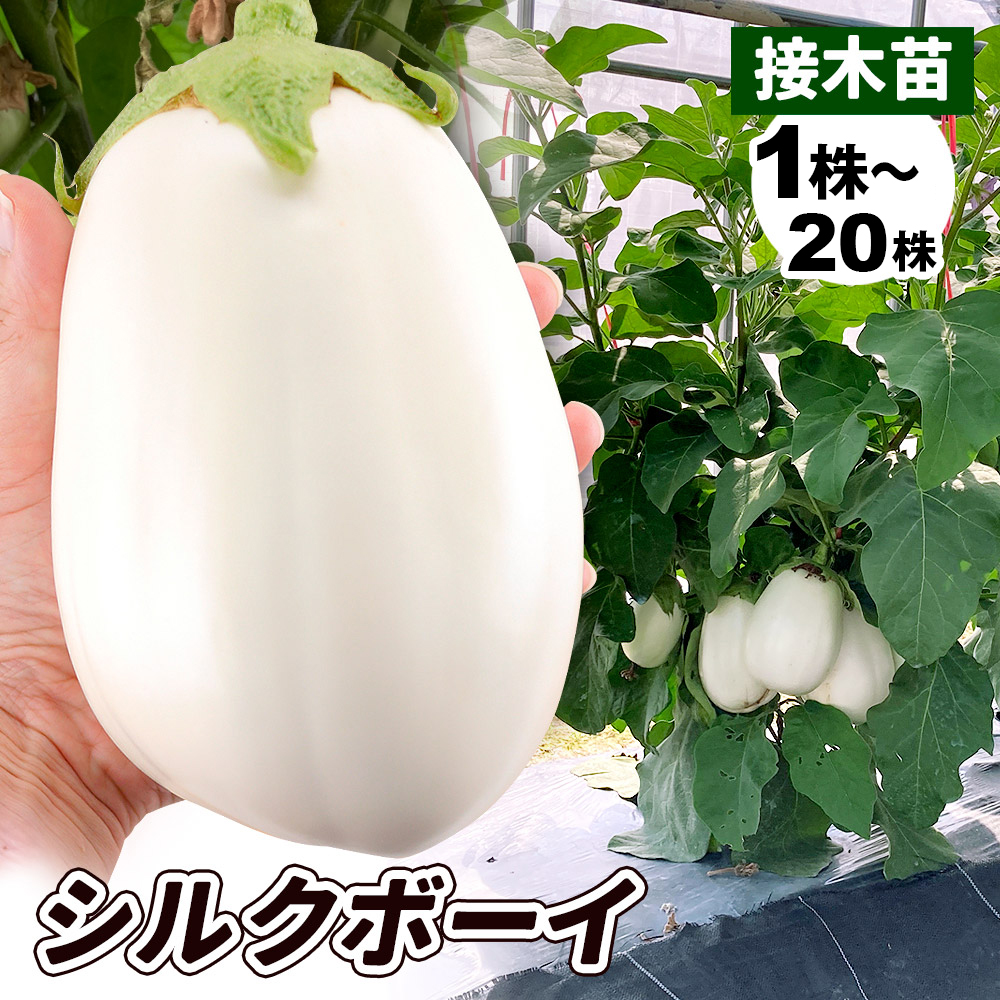 接木野菜苗 白ナス 接木F1シルクボーイ