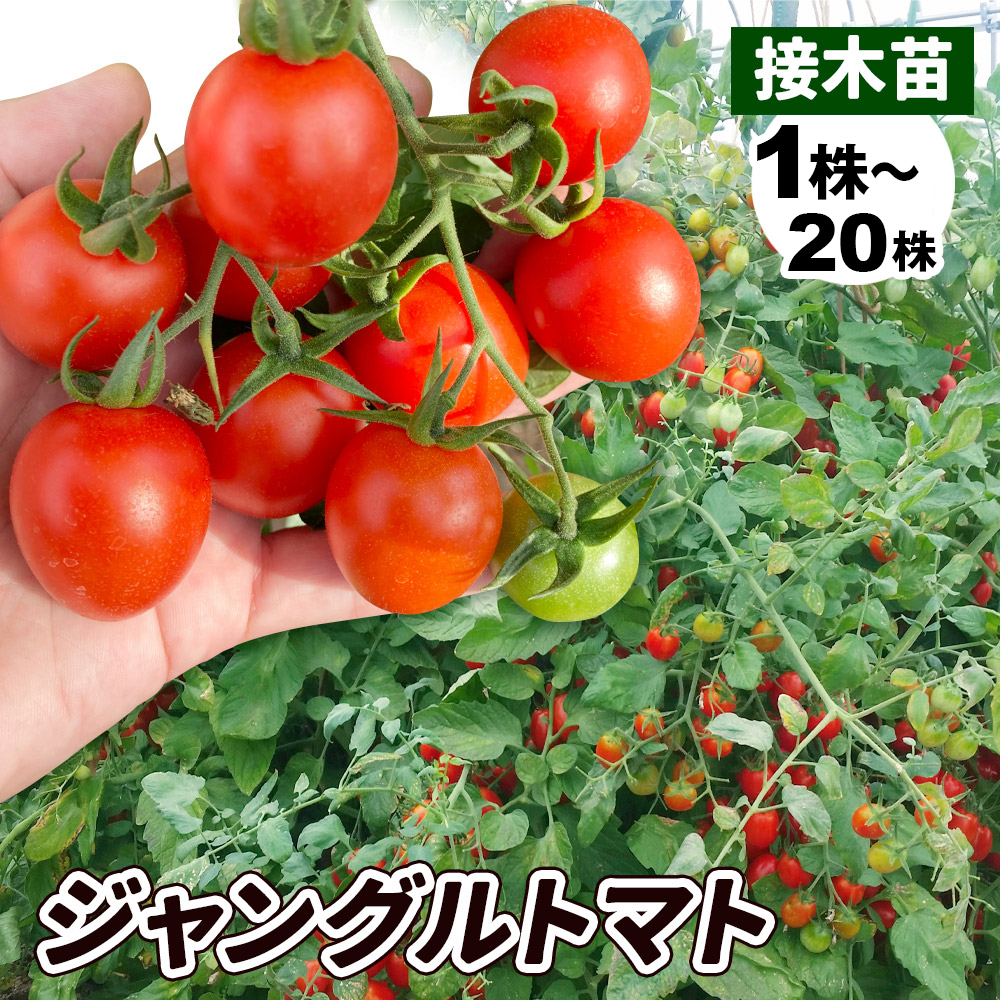 接木野菜苗 ミニトマト 接木F1ジャングルトマト