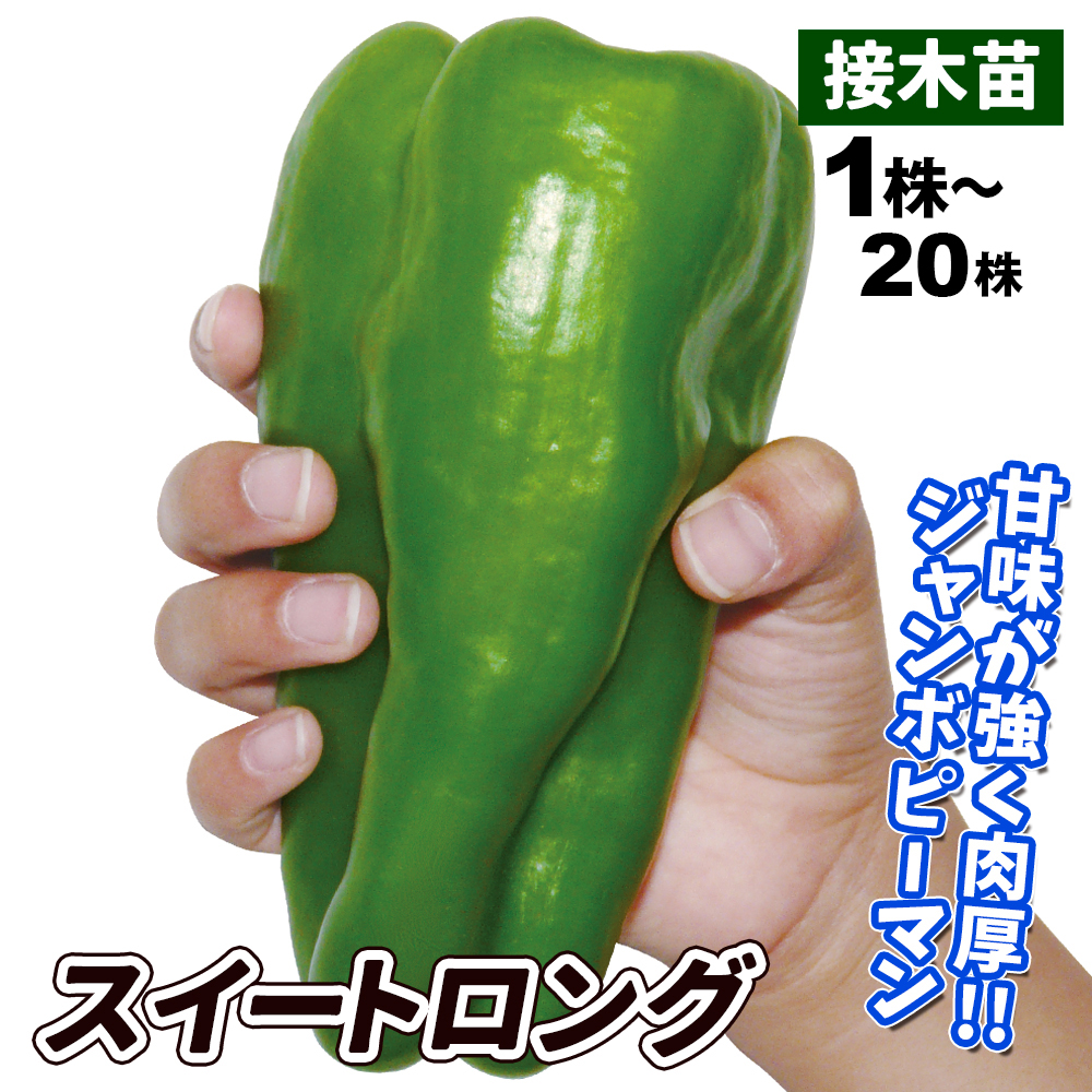 接木野菜苗 ピーマン 接木F1スイートロング