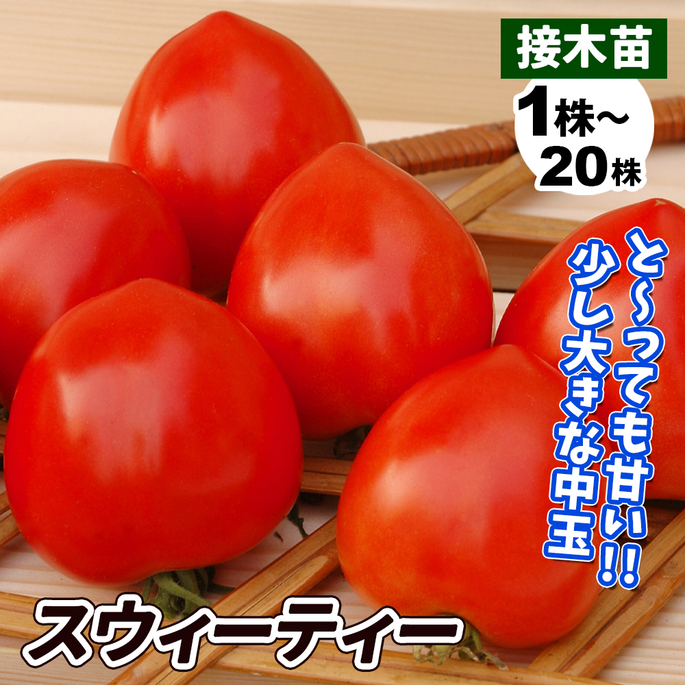 接木野菜苗 中玉トマト 接木F1スウィーティー