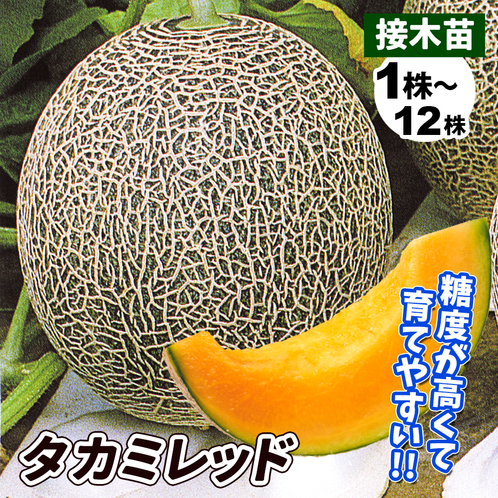 接木野菜苗 メロン 接木F1タカミレッド