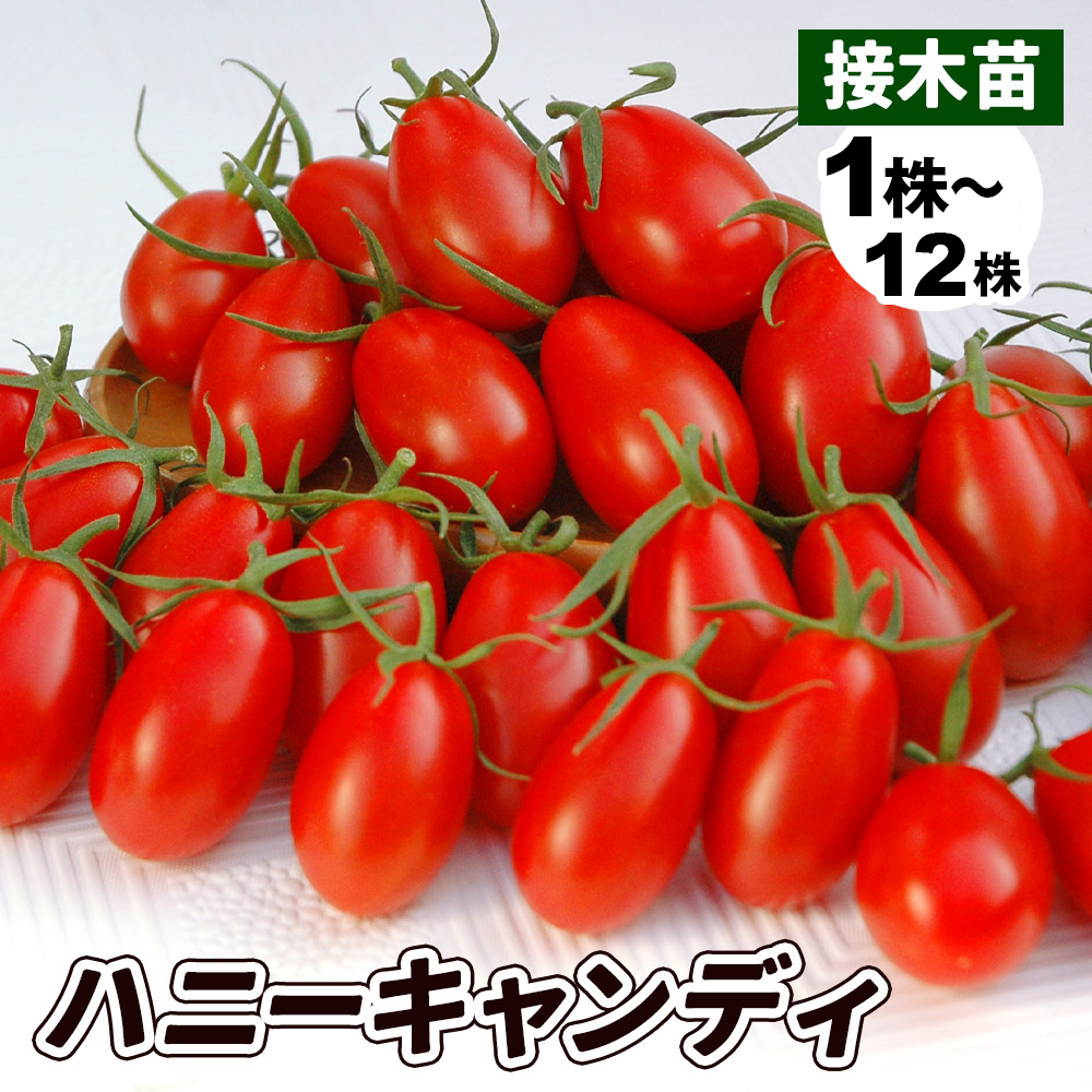 接木野菜苗 ミニトマト 接木F1ハニーキャンディ