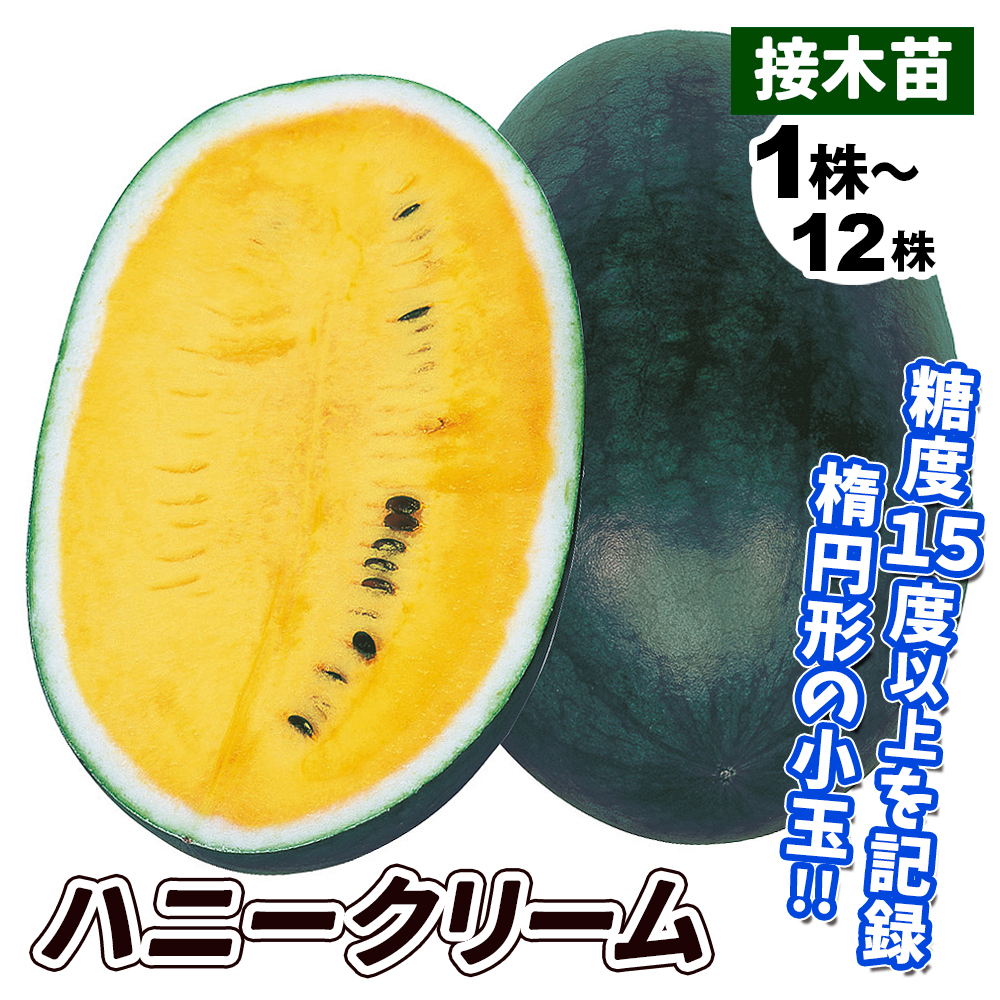 接木野菜苗 小玉スイカ 接木F1ハニークリーム