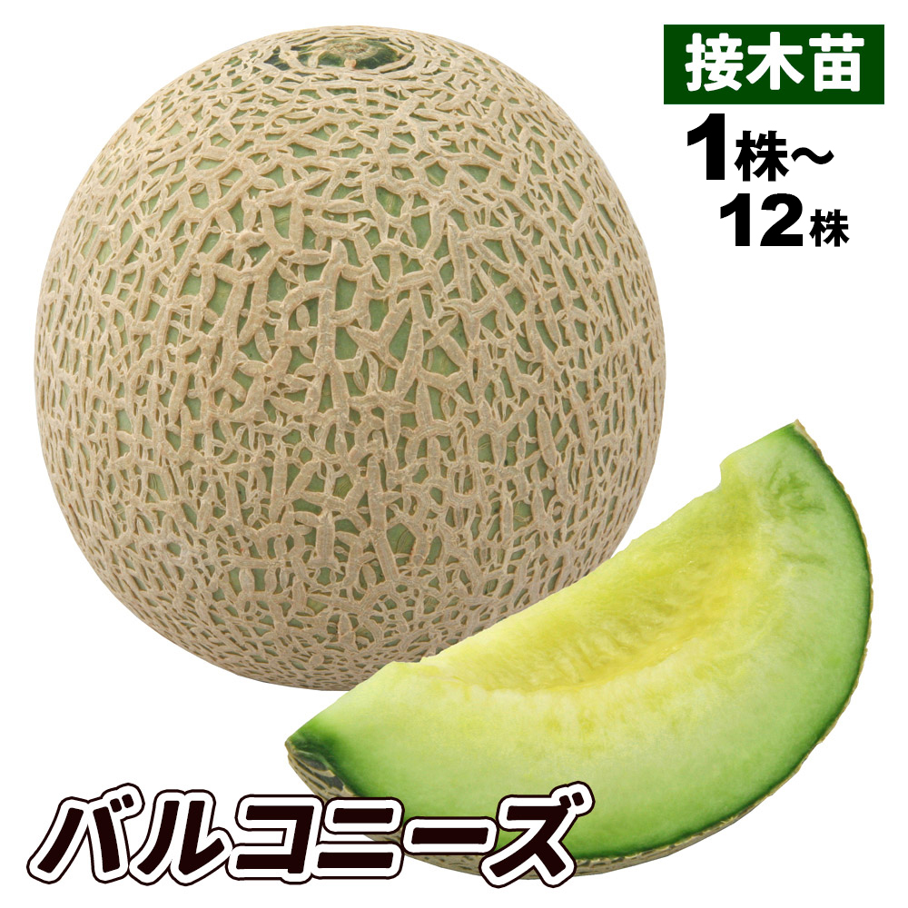 接木野菜苗 メロン 接木F1バルコニーズ