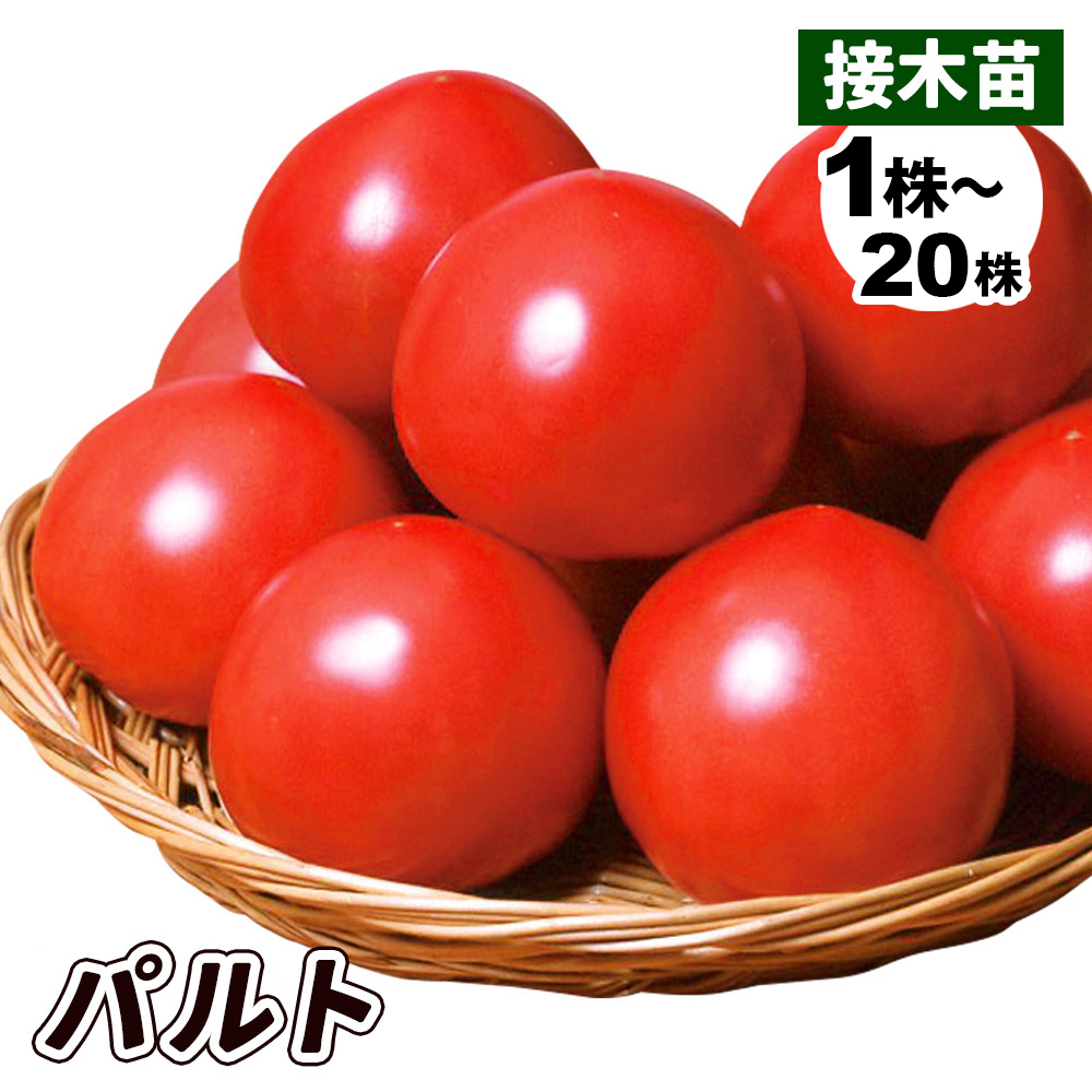 接木野菜苗 大玉トマト 接木F1パルト（農林水産省登録品種 登録名：SAKTOM011）PVP