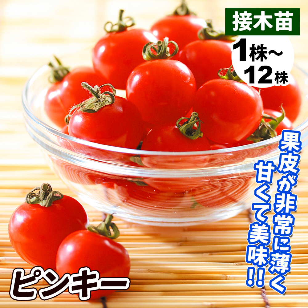 接木野菜苗 ミニトマト 接木F1ピンキー
