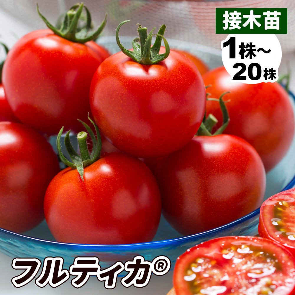接木野菜苗 中玉トマト 接木F1フルティカR（農林水産省登録品種 登録名：タキイミディ195）PVP
