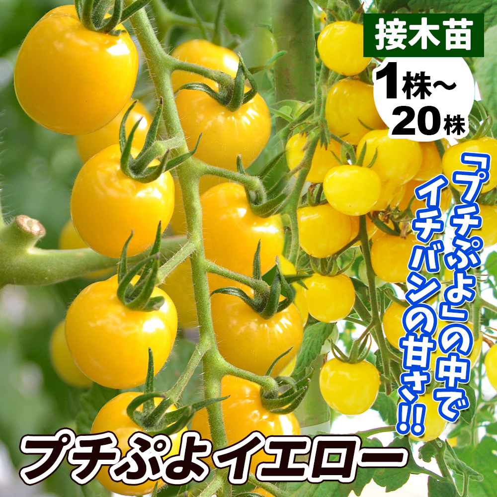 接木野菜苗 ミニトマト 接木F1ＣＦプチぷよ イエロー
