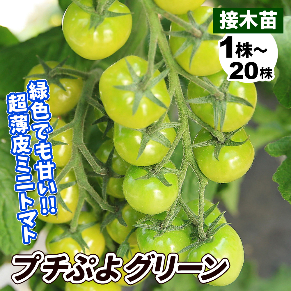接木野菜苗 ミニトマト 接木F1ＣＦプチぷよグリーン