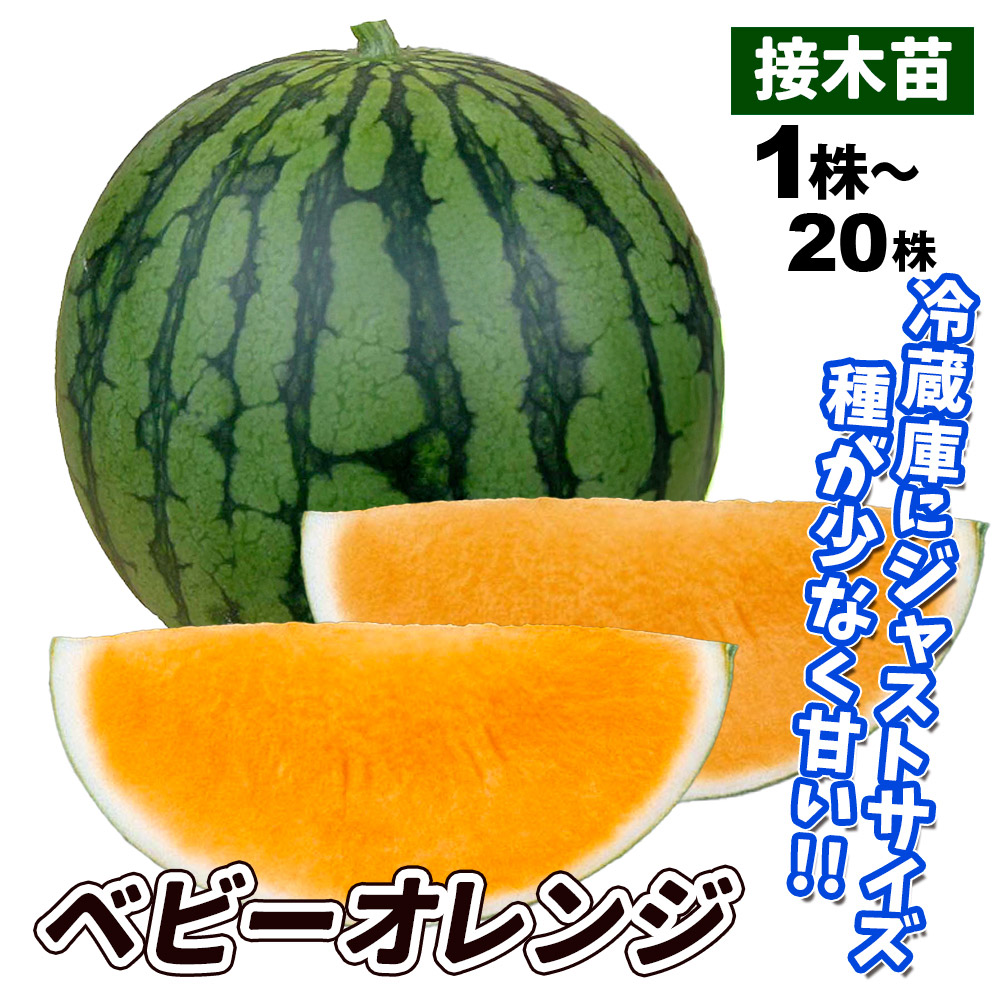 接木野菜苗 小玉スイカ 接木F1ベビーオレンジ