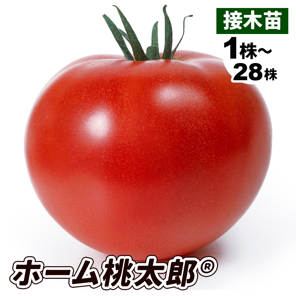接木野菜苗 大玉トマト 接木F1ホーム桃太郎R