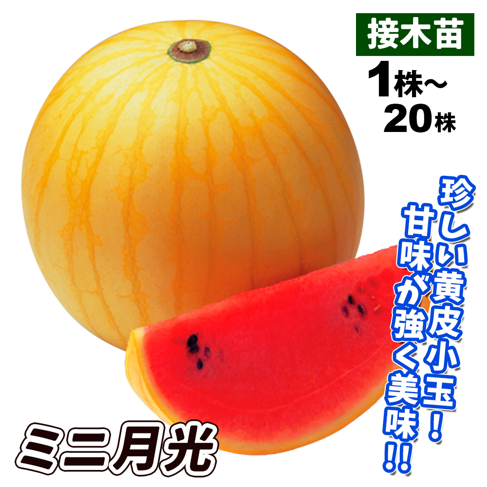 接木野菜苗 小玉スイカ 接木F1ミニ月光