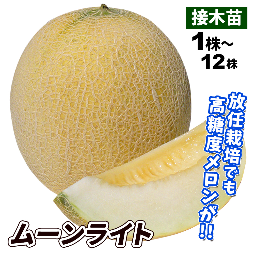 接木野菜苗 メロン 接木F1ムーンライト