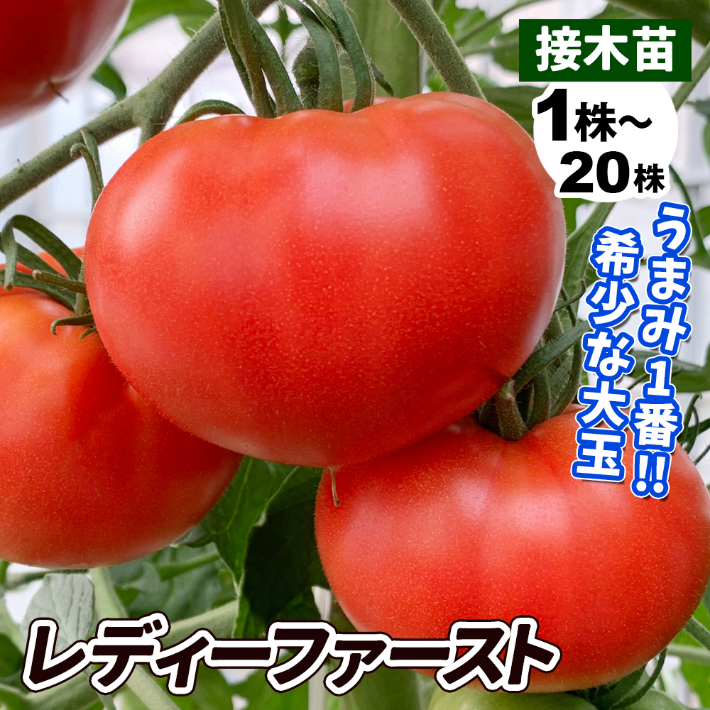 接木野菜苗 大玉トマト 接木F1レディーファースト