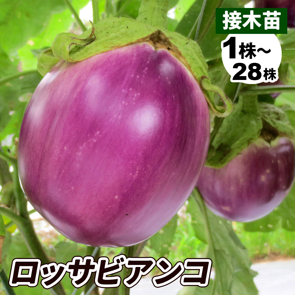 接木野菜苗 ナス 接木ロッサビアンコ