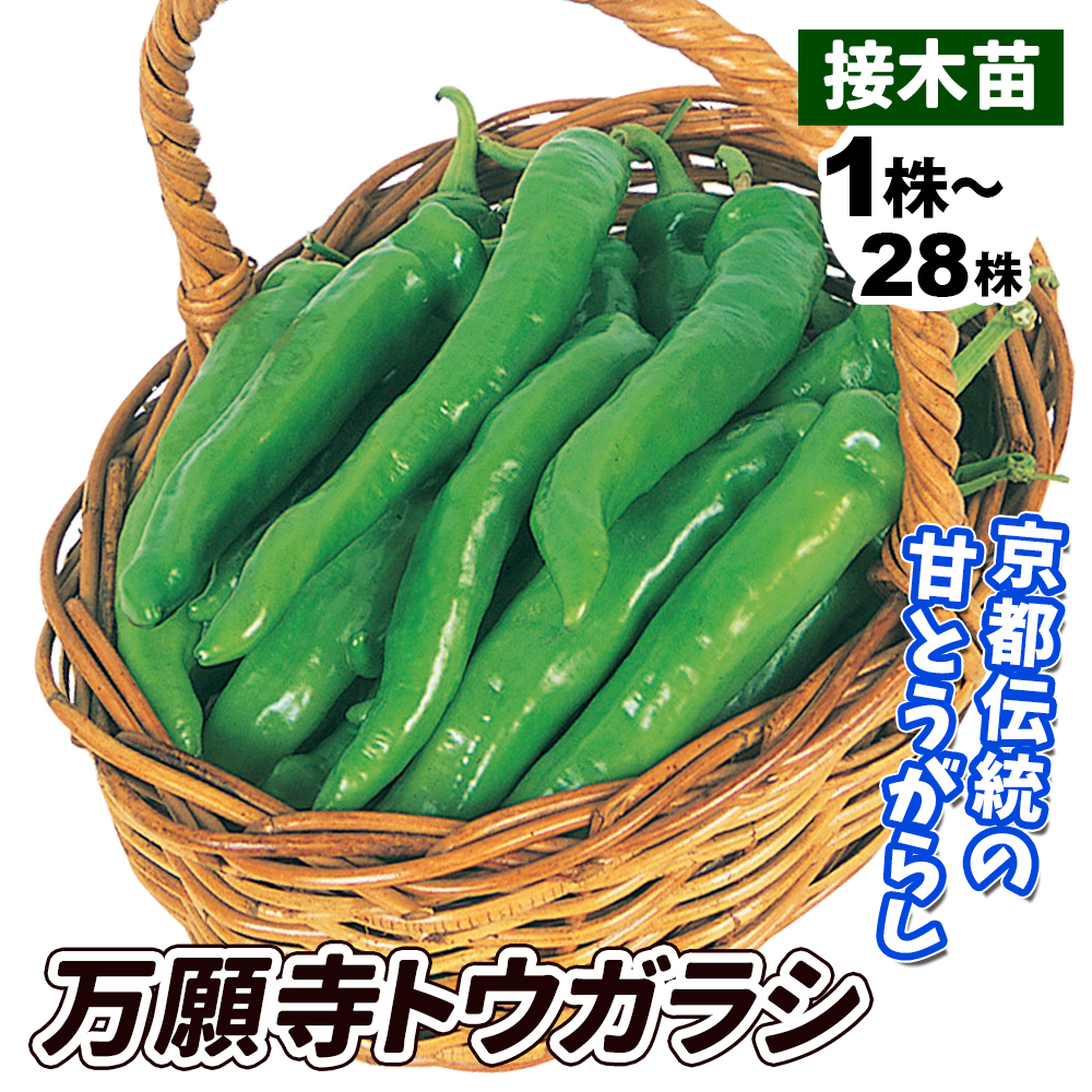接木野菜苗 トウガラシ 接木万願寺トウガラシ