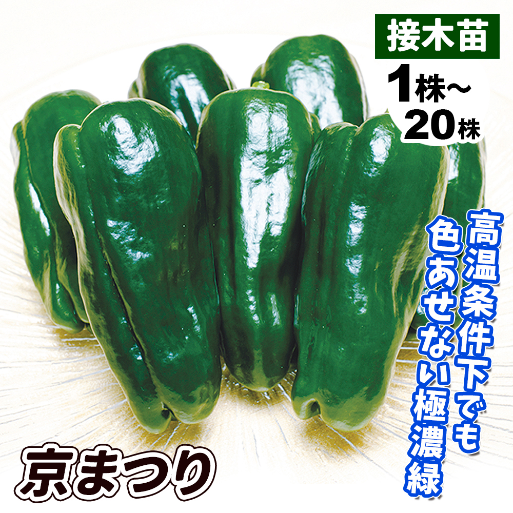 接木野菜苗 ピーマン 接木F1京まつり