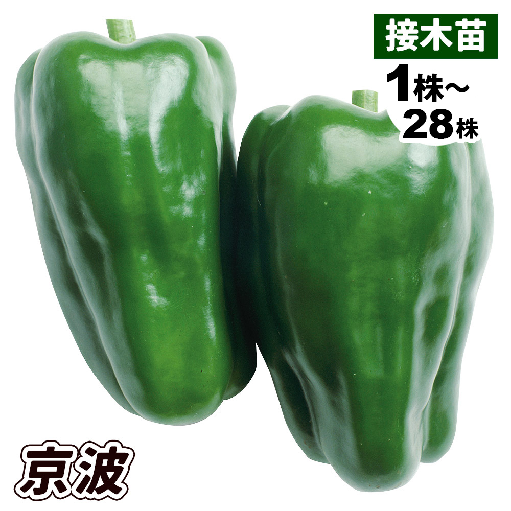 接木野菜苗 ピーマン 接木F1京波