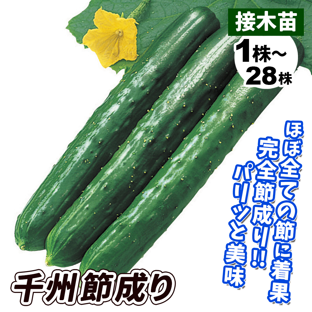 接木野菜苗 キュウリ 接木F1千州節成り