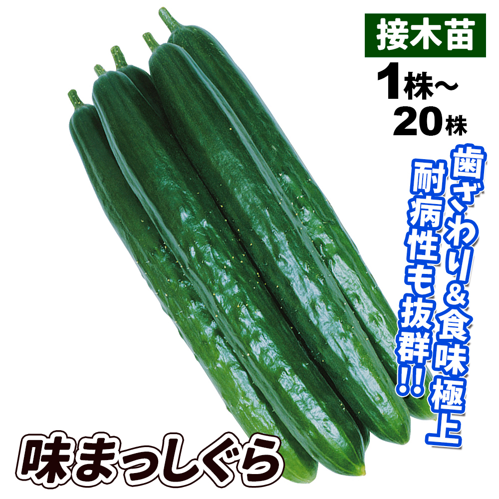 接木野菜苗 キュウリ 接木F1味まっしぐら