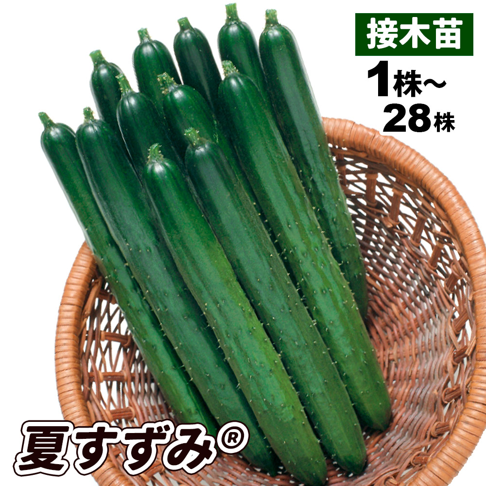 接木野菜苗 キュウリ 接木F1夏すずみR