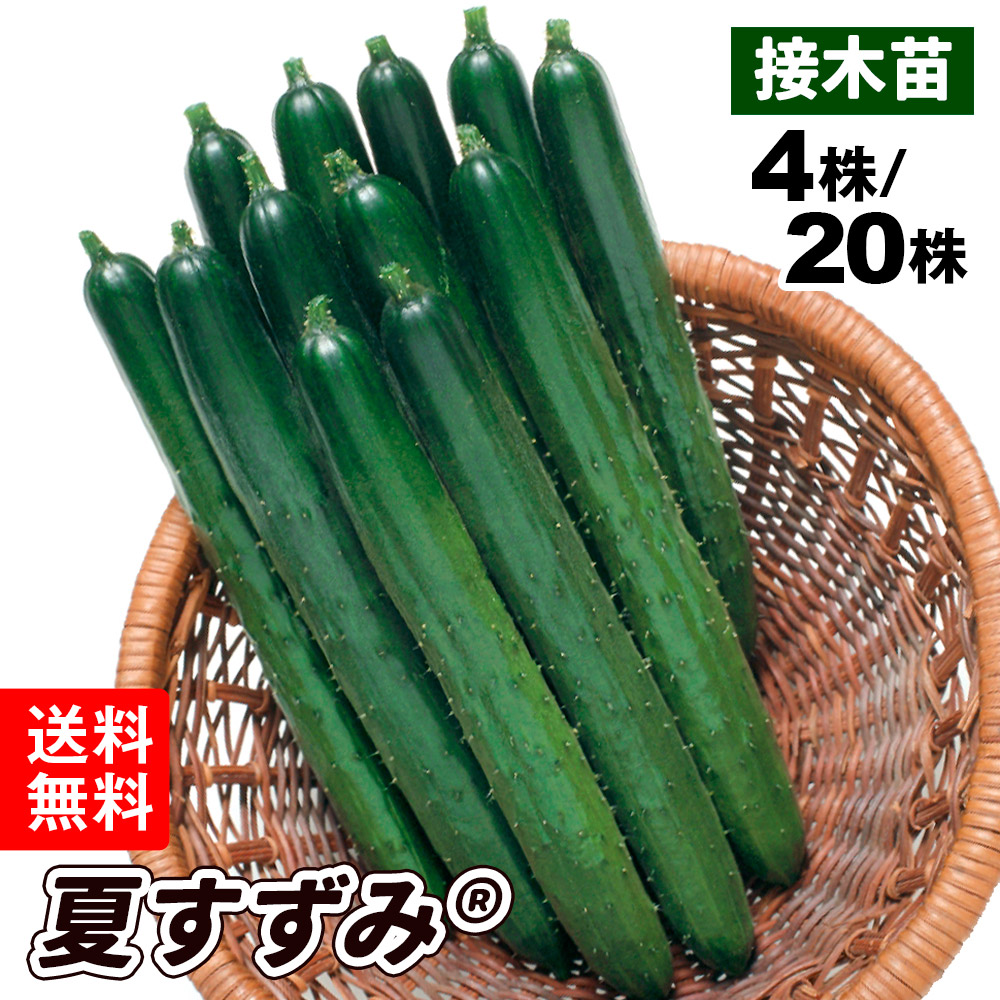 （送料無料）接木野菜苗 キュウリ 接木F1夏すずみR