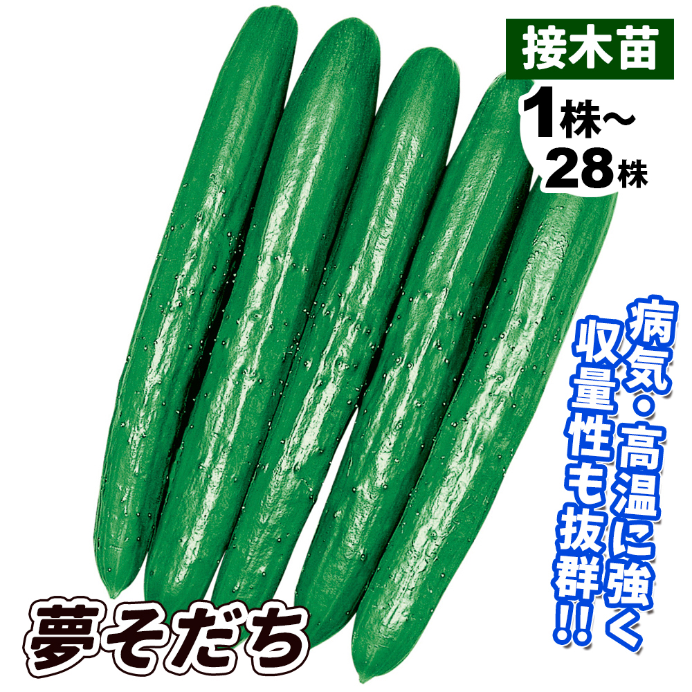 接木野菜苗 キュウリ 接木F1夢そだち