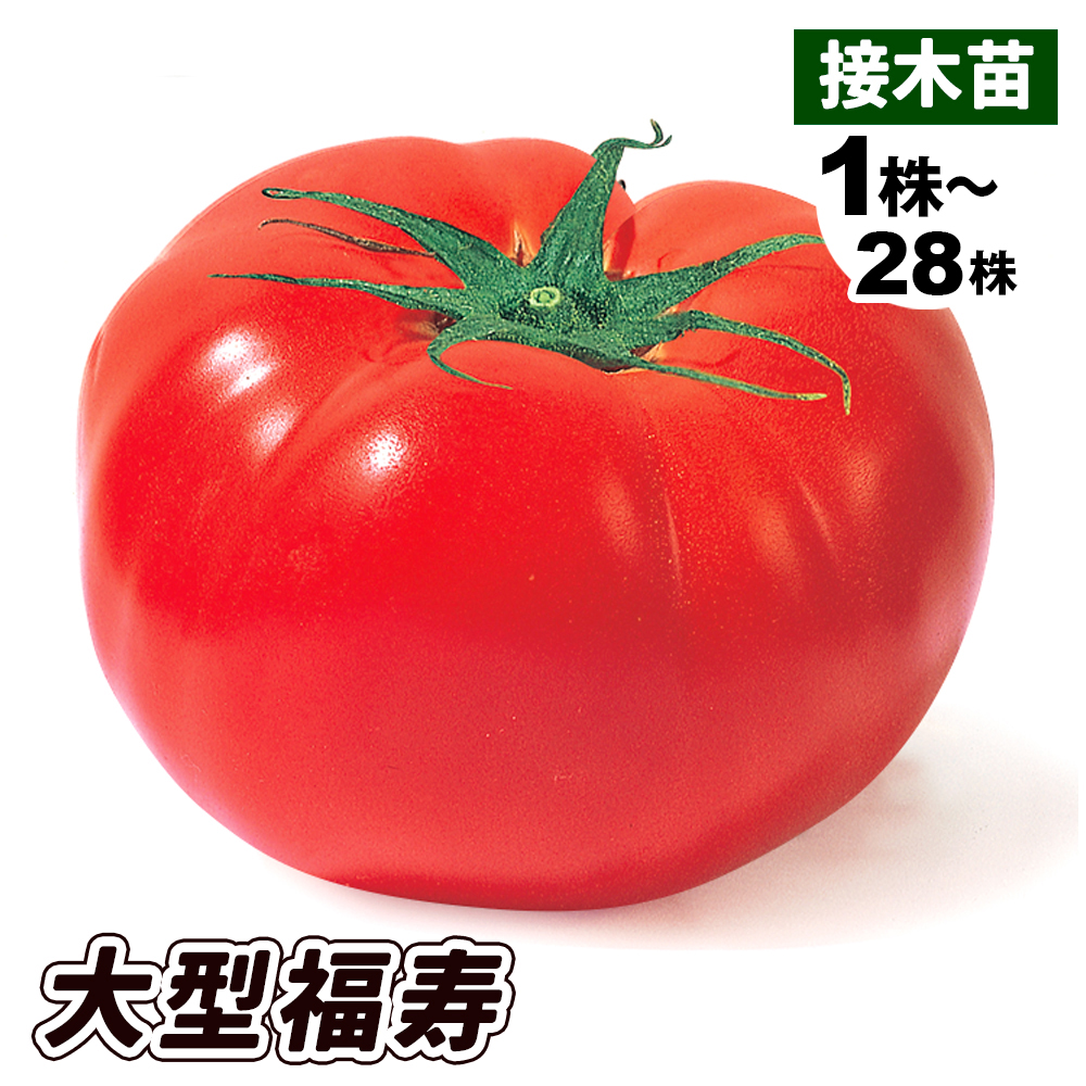接木野菜苗 大玉トマト 接木大型福寿