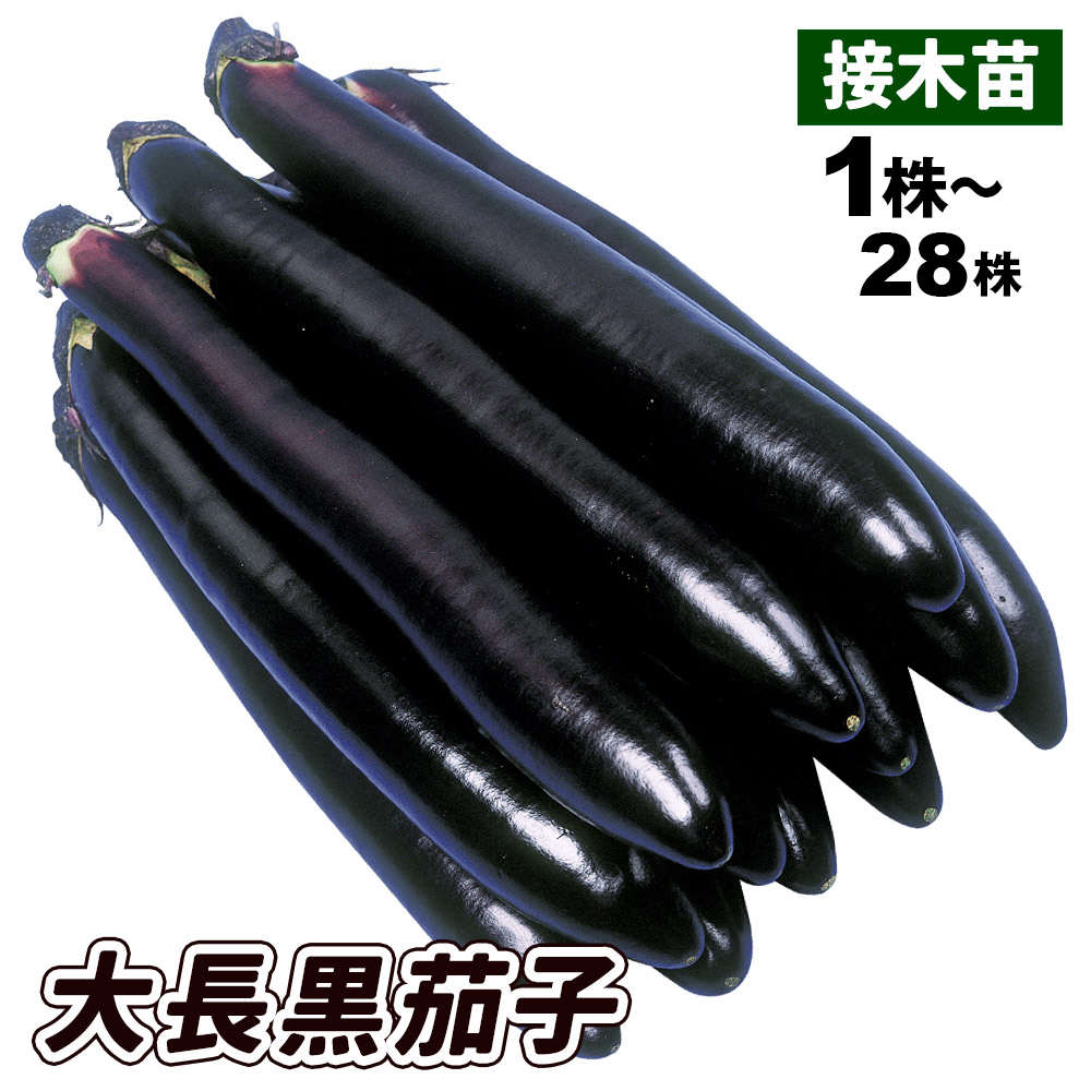接木野菜苗 大長ナス 接木F1大長黒茄子