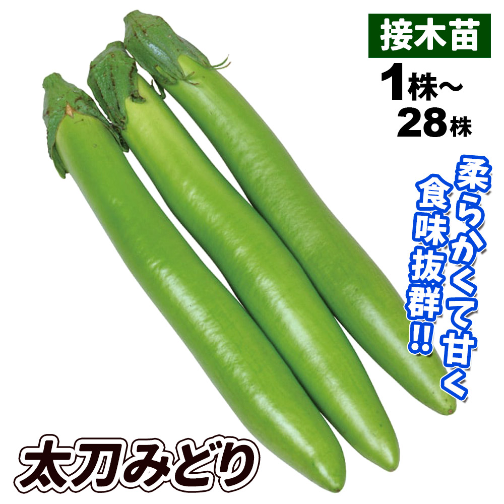 接木野菜苗 細長ナス 接木F1太刀みどり