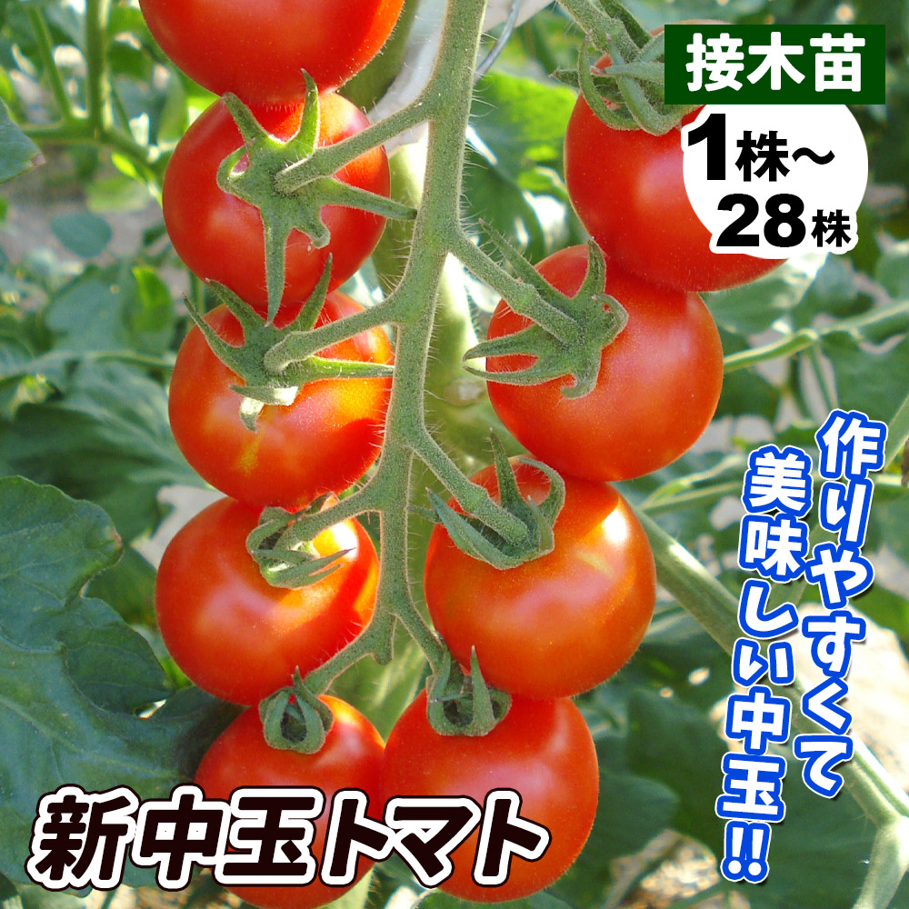 接木野菜苗 中玉トマト 接木F1新中玉トマト