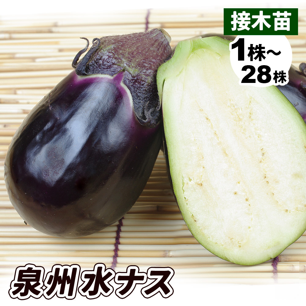 接木野菜苗 水ナス 接木泉州水ナス