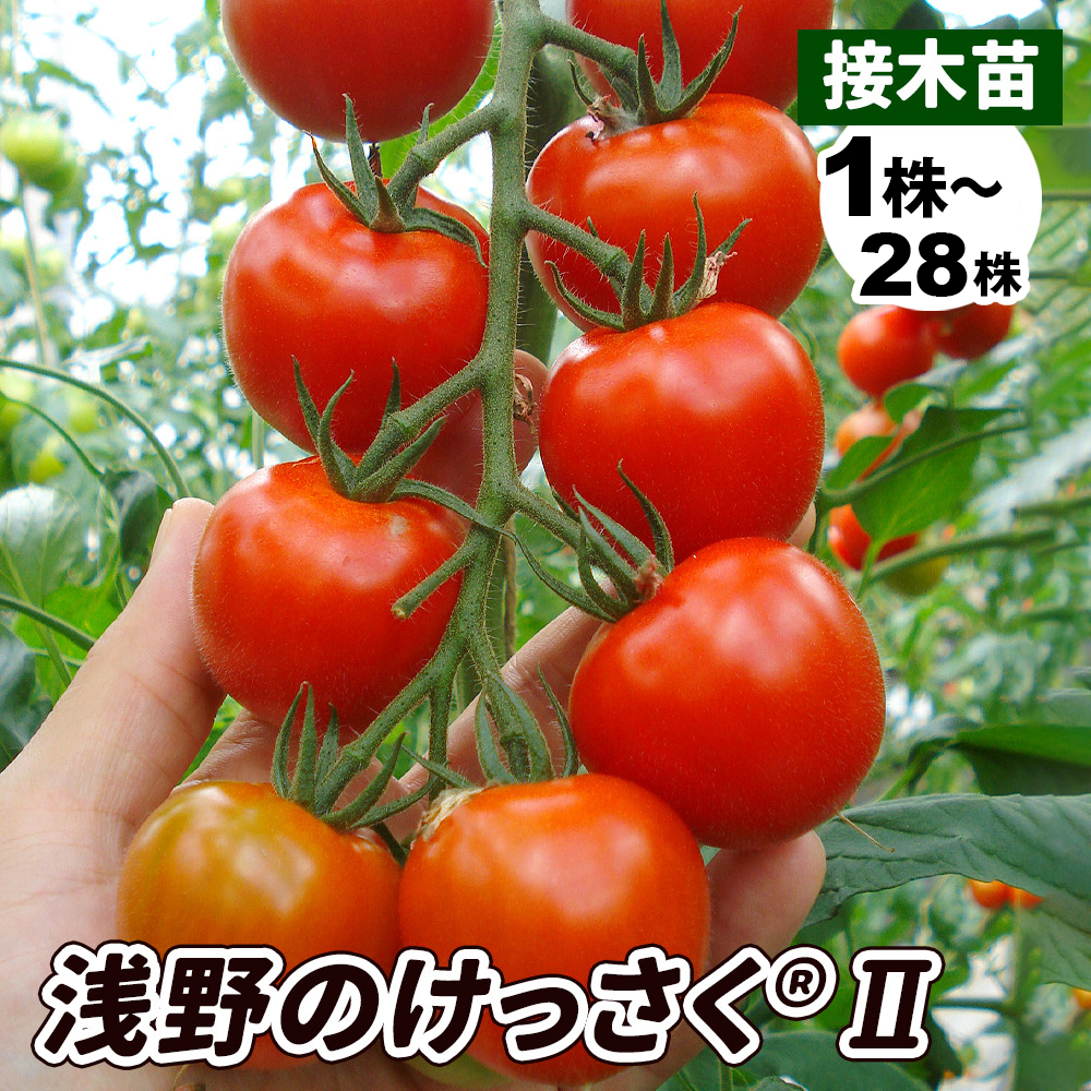 接木野菜苗 中玉トマト 接木F1Mr浅野のけっさく(R)Ⅱ