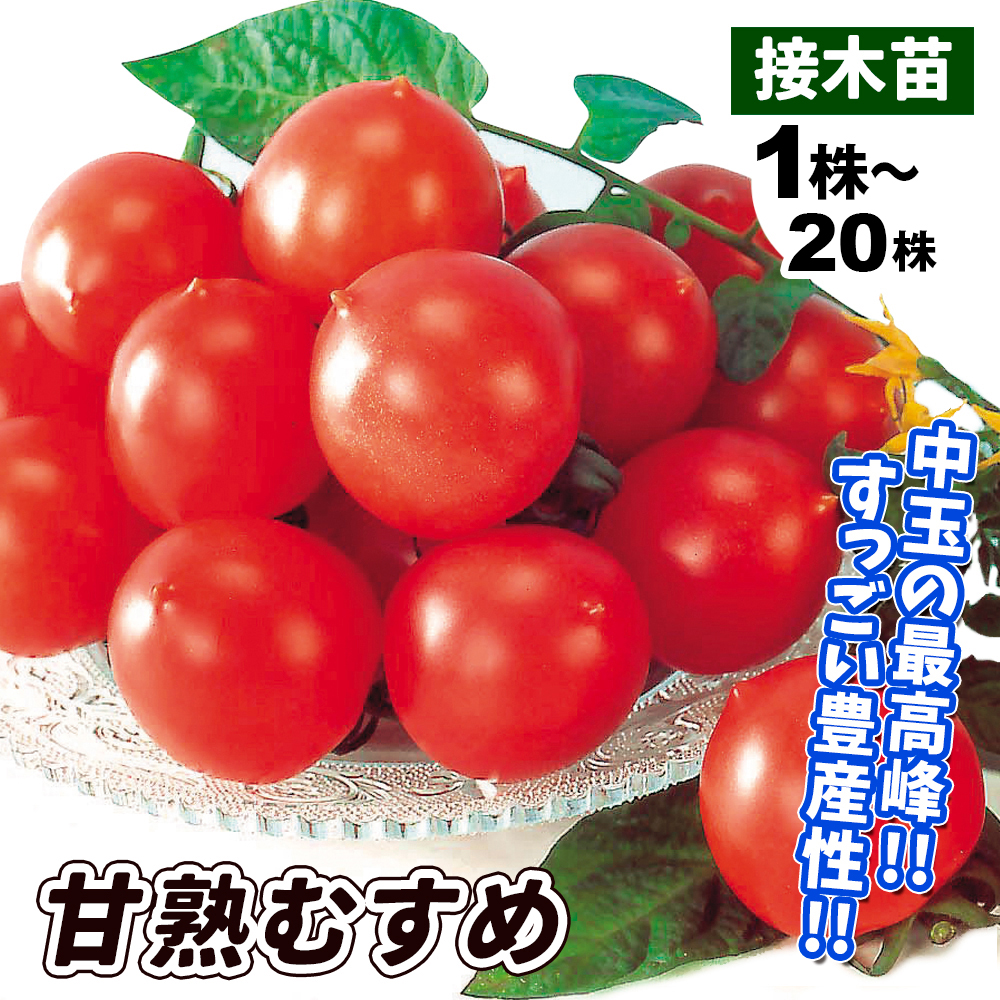 接木野菜苗 中玉トマト 接木F1甘熟むすめ