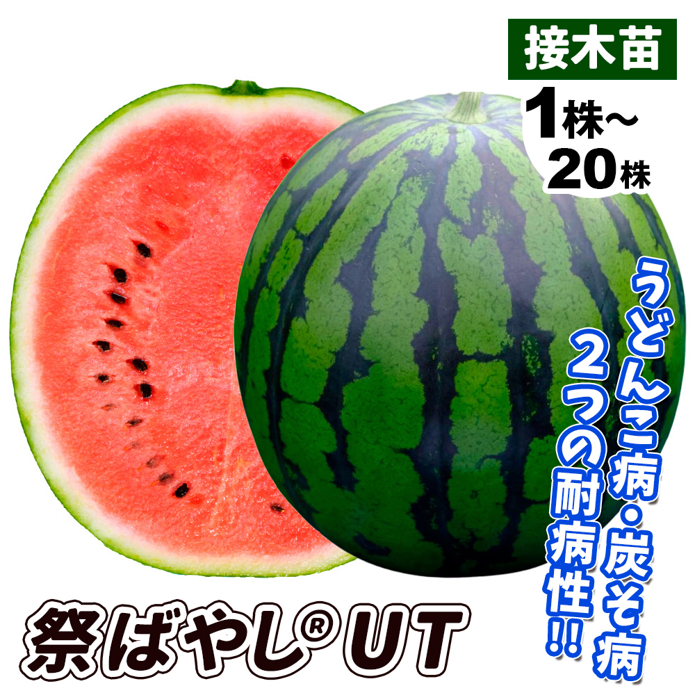 接木野菜苗 大玉スイカ 接木F1祭ばやし（R）UT