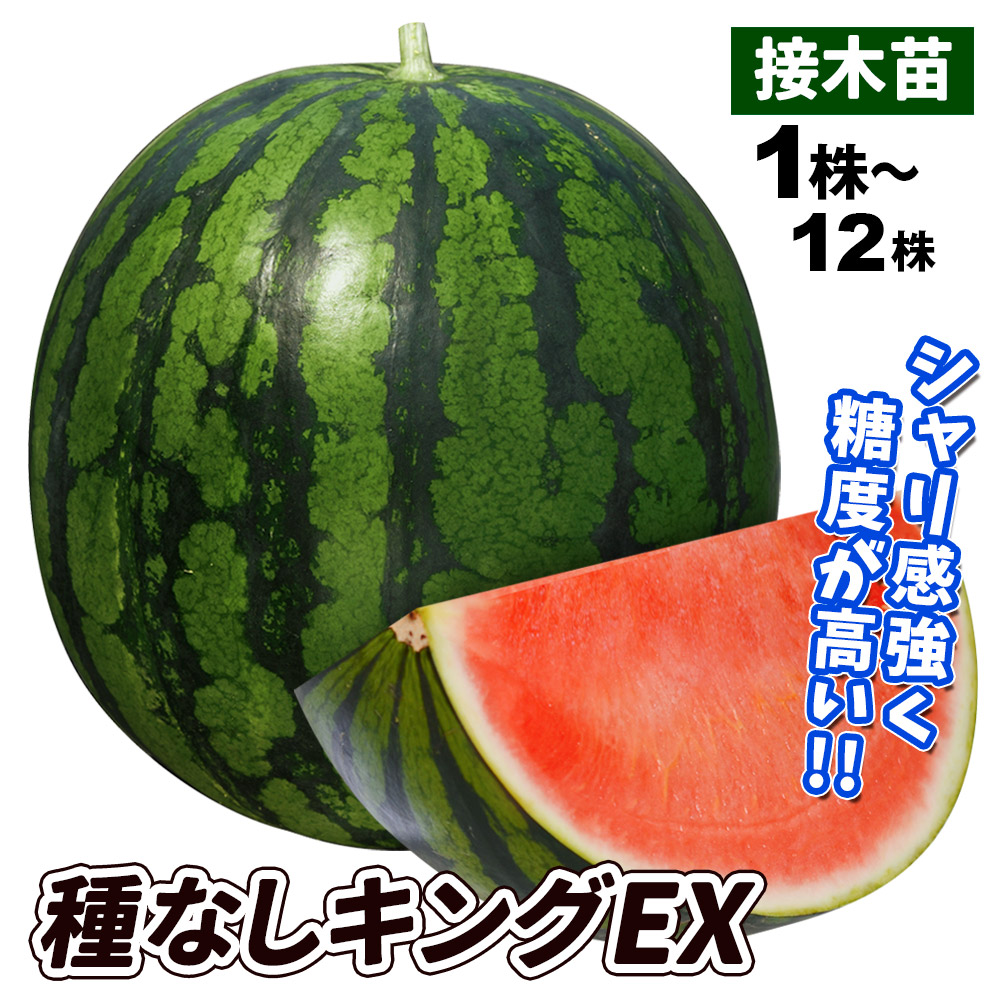 接木野菜苗 種なしスイカ 接木F1種なしキングEX