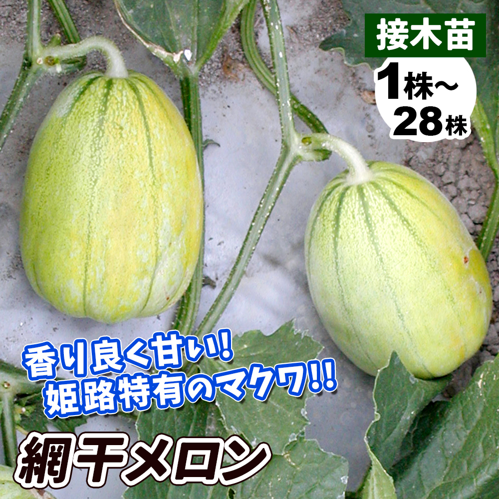 接木野菜苗 マクワウリ 接木網干メロン