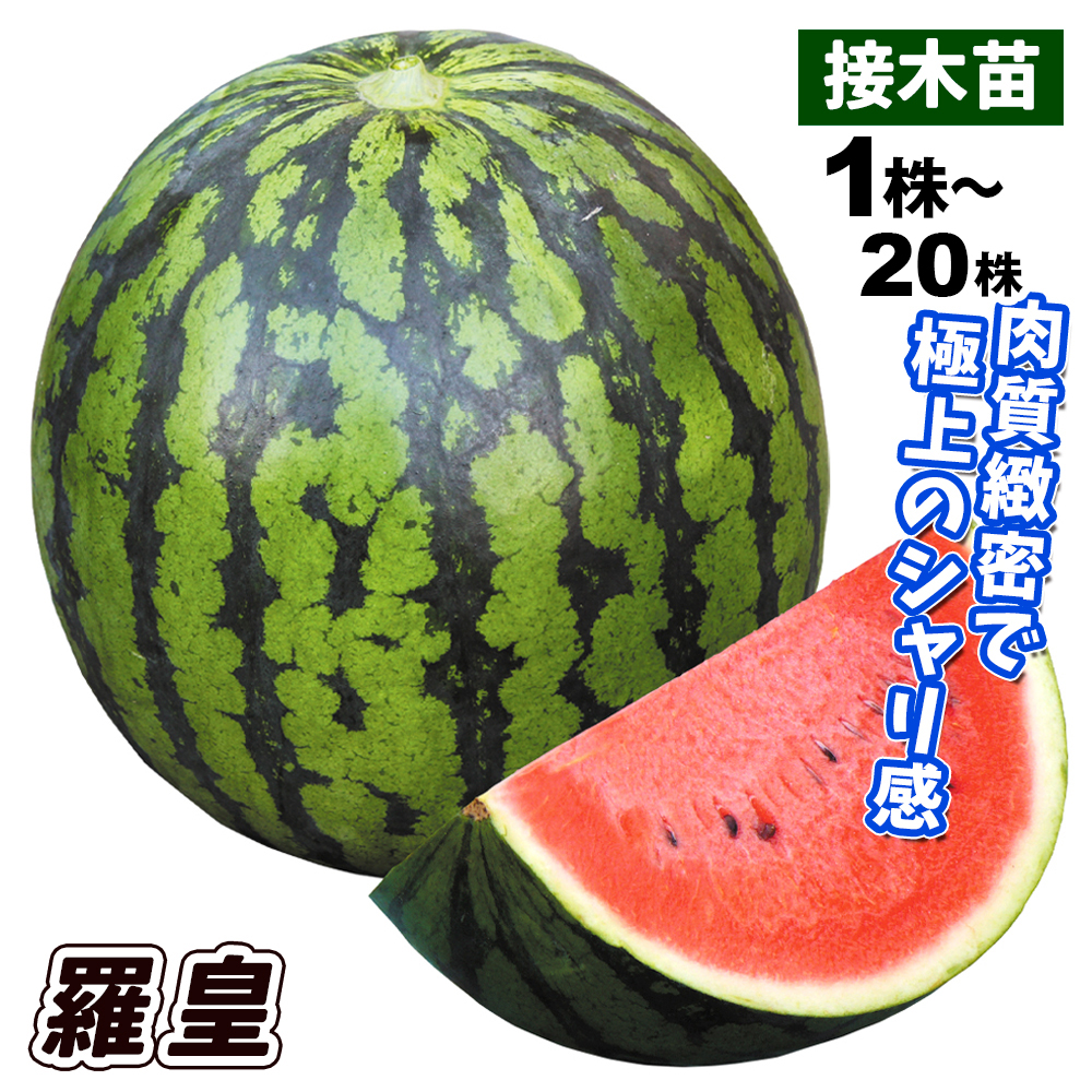 接木野菜苗 大玉スイカ 接木F1羅皇
