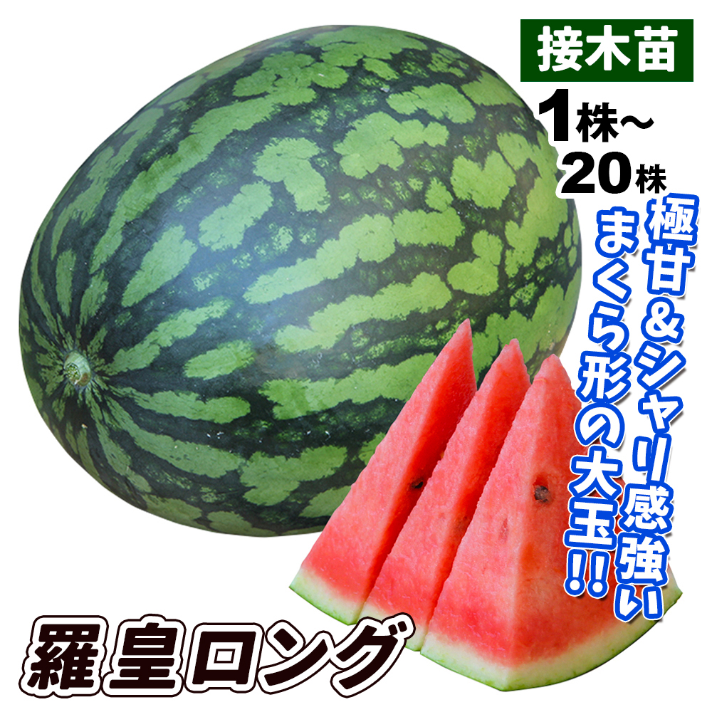 接木野菜苗 大玉スイカ 接木F1羅皇ロング