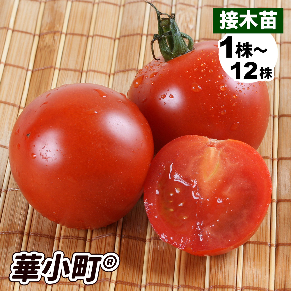 接木野菜苗 中玉トマト 接木F1華小町R（農林水産省登録品種 登録名：華の鈴）PVP