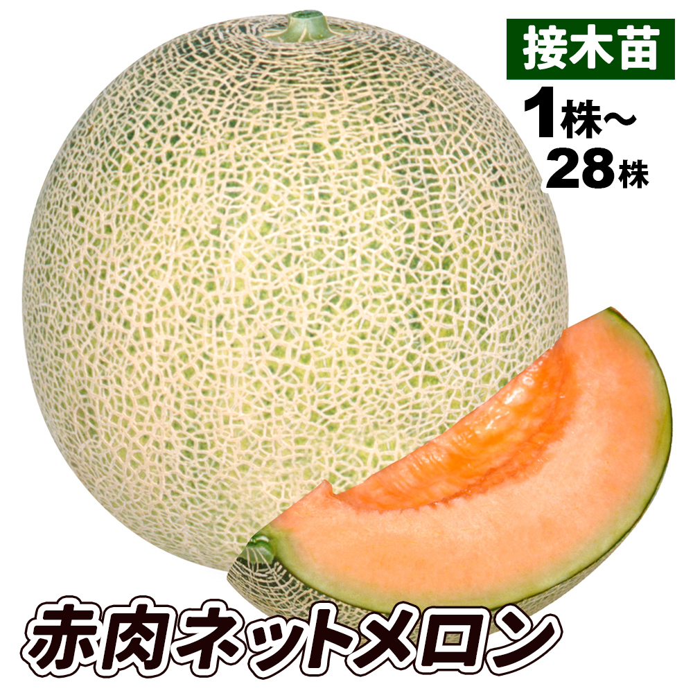 接木野菜苗 メロン 接木F1赤肉ネットメロン