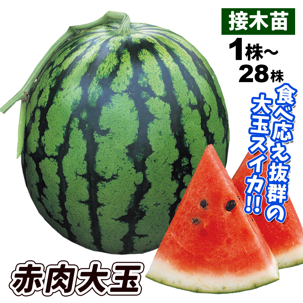 接木野菜苗 大玉スイカ 接木F1赤肉大玉